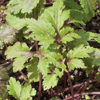 Artemisia lactiflora 'Guizhou'